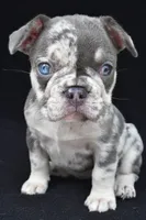 kya, a female French Bulldog for sale in Millersburg, OH – 6 of 8