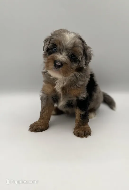 Bodie – Miniature Bernedoodle puppy for sale in Millersburg, OH