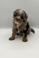 Bodie, a male Miniature Bernedoodle for sale in Millersburg, OH – 1 of 4