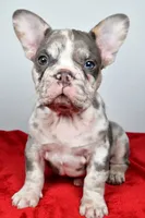 jax- genetic clear, a male French Bulldog for sale in Millersburg, OH – 5 of 6