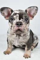 bella- genetic clear, a female French Bulldog for sale in Millersburg, OH – 2 of 8