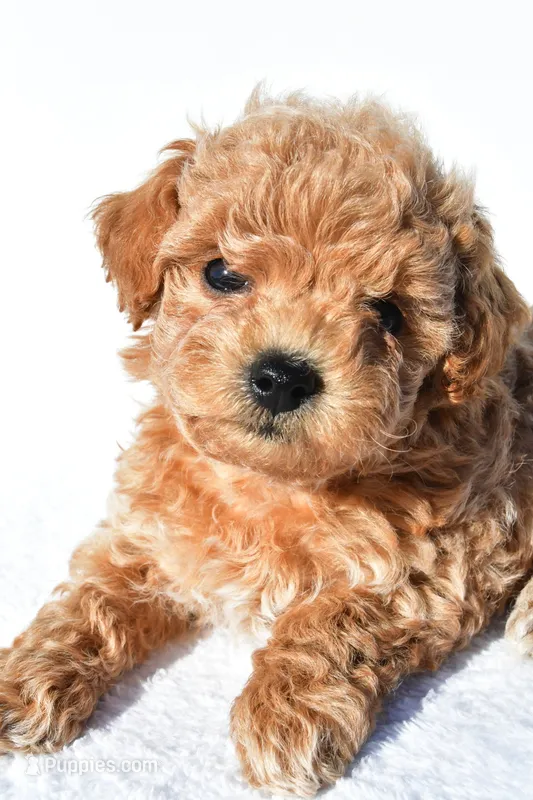 allie – Poodle - Toy  puppy for sale in Millersburg, OH
