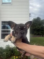 rocco, a male French Bulldog for sale in Millersburg, OH – 2 of 9