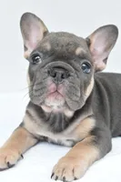 simone, a male French Bulldog for sale in Millersburg, OH – 6 of 7