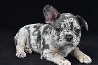 duke, a male French Bulldog for sale in Millersburg, OH – 9 of 10