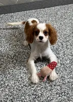 simon, a male Cavalier King Charles Spaniel for sale in Millersburg, OH – 2 of 5