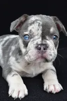 kya, a female French Bulldog for sale in Millersburg, OH – 7 of 8
