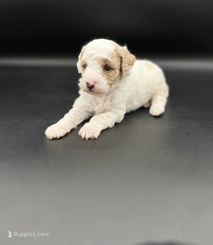 River – Miniature Goldendoodle puppy for sale in Millersburg, OH