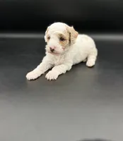 River, a female Miniature Goldendoodle for sale in Millersburg, OH – 1 of 3