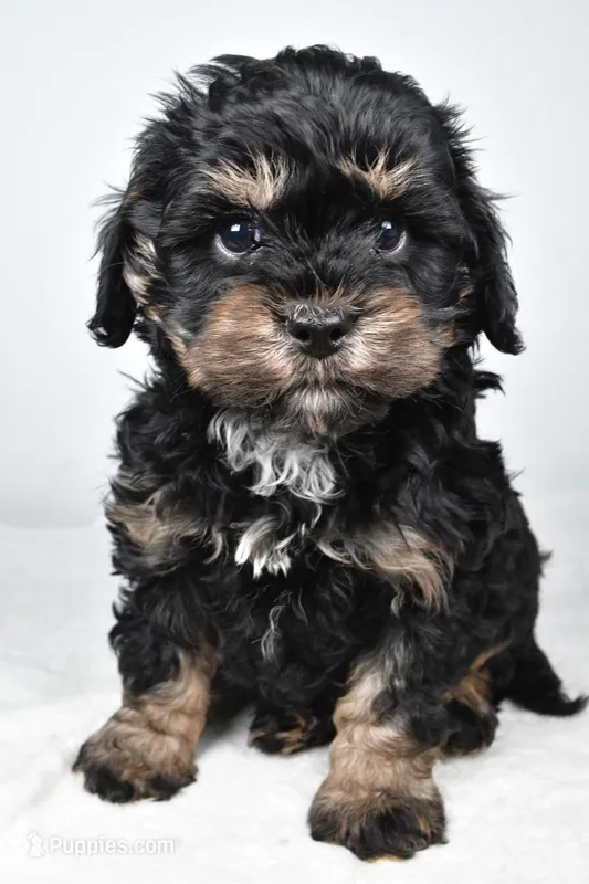 teddy – Cavapoo puppy for sale in Millersburg, OH