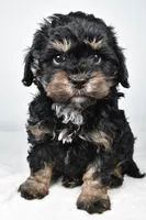 teddy, a male Cavapoo for sale in Millersburg, OH – Photo 1 of 7