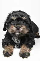 teddy, a male Cavapoo for sale in Millersburg, OH – Photo 5 of 7