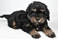 teddy, a male Cavapoo for sale in Millersburg, OH – Photo 6 of 7