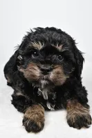 teddy, a male Cavapoo for sale in Millersburg, OH – Photo 2 of 7