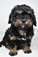 teddy, a male Cavapoo for sale in Millersburg, OH – Photo 4 of 7