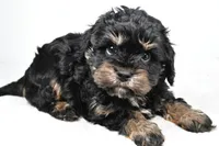 teddy, a male Cavapoo for sale in Millersburg, OH – Photo 7 of 7