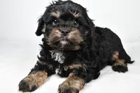 teddy, a male Cavapoo for sale in Millersburg, OH – Photo 3 of 7