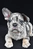 duke, a male French Bulldog for sale in Millersburg, OH – 5 of 10