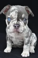kya, a female French Bulldog for sale in Millersburg, OH – 8 of 8