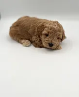 Moose, a male Miniature Goldendoodle for sale in Millersburg, OH – 3 of 4