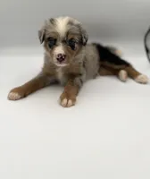 Smokey, a male Miniature Bernedoodle for sale in Millersburg, OH – 4 of 4