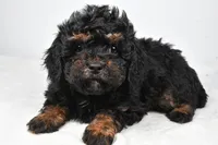 tasha, a female Cavapoo for sale in Millersburg, OH – Photo 5 of 6