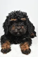 tasha, a female Cavapoo for sale in Millersburg, OH – Photo 2 of 6