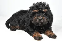 tasha, a female Cavapoo for sale in Millersburg, OH – Photo 6 of 6