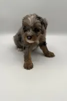 Bodie, a male Miniature Bernedoodle for sale in Millersburg, OH – 2 of 4