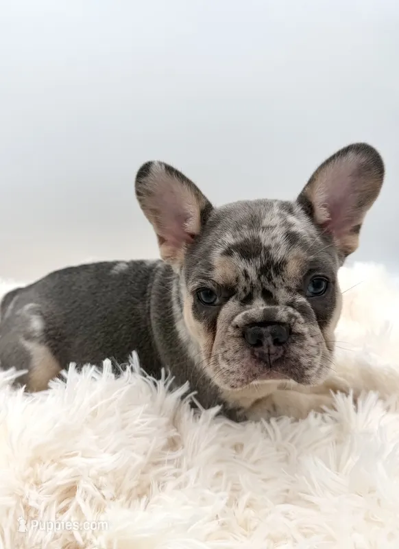 maverick- genetic clear – French Bulldog puppy for sale in Millersburg, OH