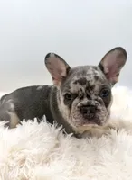 maverick- genetic clear, a male French Bulldog for sale in Millersburg, OH – 1 of 4