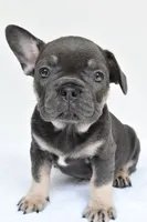 rocco, a male French Bulldog for sale in Millersburg, OH – 4 of 6
