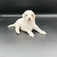 Poppy, a female Miniature Goldendoodle for sale in Millersburg, OH – 2 of 4