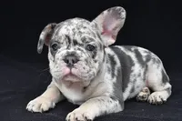 reggie, a male French Bulldog for sale in Millersburg, OH – 2 of 5
