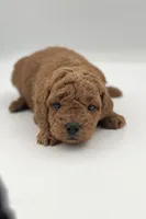Beau, a male Miniature Goldendoodle for sale in Millersburg, OH – 2 of 3