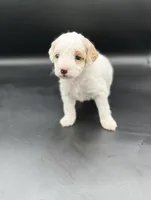 Poppy, a female Miniature Goldendoodle for sale in Millersburg, OH – 4 of 4