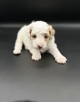 River, a female Miniature Goldendoodle for sale in Millersburg, OH – 2 of 3