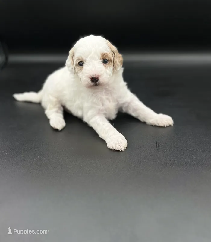 Poppy – Miniature Goldendoodle puppy for sale in Millersburg, OH