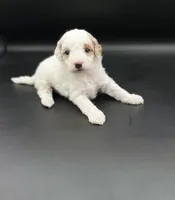 Poppy, a female Miniature Goldendoodle for sale in Millersburg, OH – 1 of 4