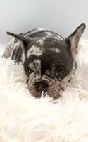 bella- genetic clear, a female French Bulldog for sale in Millersburg, OH – 4 of 4