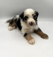Pluto, a male Miniature Bernedoodle for sale in Millersburg, OH – 2 of 5