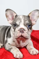 jax- genetic clear, a male French Bulldog for sale in Millersburg, OH – 4 of 6