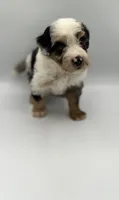 Pluto, a male Miniature Bernedoodle for sale in Millersburg, OH – 4 of 5