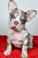 jax- genetic clear, a male French Bulldog for sale in Millersburg, OH – 6 of 6