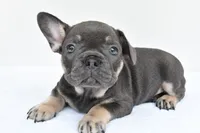 rocco, a male French Bulldog for sale in Millersburg, OH – 2 of 6