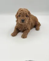 Beau, a male Miniature Goldendoodle for sale in Millersburg, OH – 1 of 3