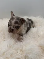 jim-genetic clear, a male French Bulldog for sale in Millersburg, OH – 2 of 3