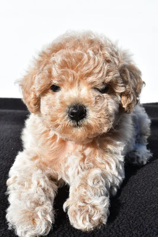 allie – Poodle - Toy  puppy for sale in Millersburg, OH