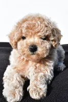 allie, a female Poodle - Toy  for sale in Millersburg, OH – 1 of 2