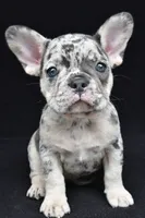 ziggy, a female French Bulldog for sale in Millersburg, OH – 3 of 8
